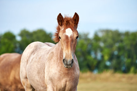 Portrait of a roan foal of the Novoolexandrian Draft breed on a pasture looking at the cameraの写真素材