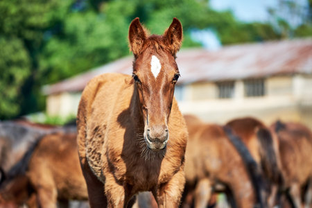 Portrait of a chestnut foal with molting fur in the herd. A red foal with a white star is shedding...