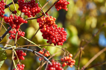 The ripe red berries of Viburnum opulus (Guelder rose) on a sunny autumn day