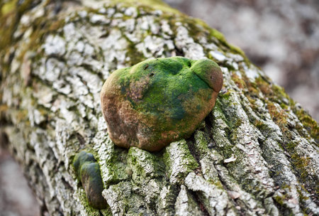Mushroom with moss on a birch bark in the forest. Birch Polypore mushroom
