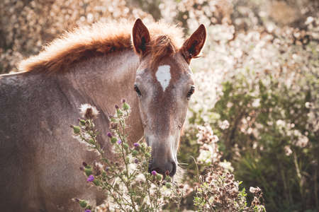 Portrait of a roan foal of the Novoolexandrian Draft breed on a pasture looking at the camera. Cute foal among wild flowersの写真素材