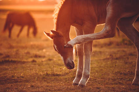Cute chestnut draft foal of scratching itself with a hind leg on the pasture in the evening sunの写真素材