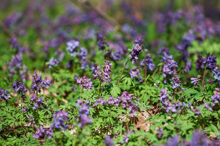Purple Corydalis solida flowers in spring. Flowers of fumeworth on a forest glade