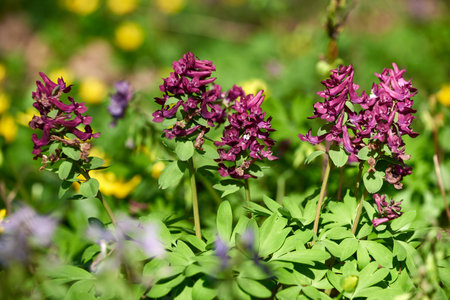 Close up of Corydalis solida (Purple Bird) flower in spring. Flowers of fumeworth on spring forest gladeの写真素材