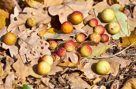 Oak gall (or Oak apple) on leaves of an oak. Galls of the insect Cynips quercusfolii, pest of the...