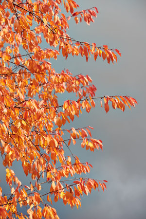 Orange autumn prunus avium leaves on branches against a cloudy sky. wild cherry in fall. autumn...
