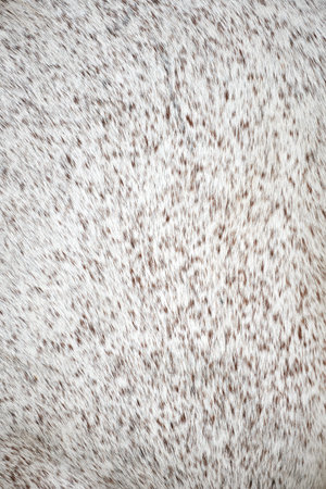 Close-up of flea-bitten gray horse hair coat. Gray buckwheat suit horse