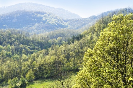 green hills in springの写真素材