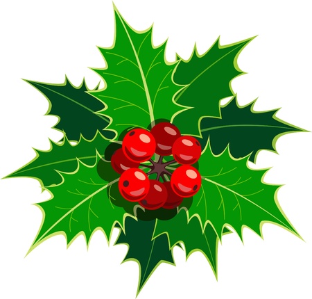Single sprig of European holly のイラスト素材