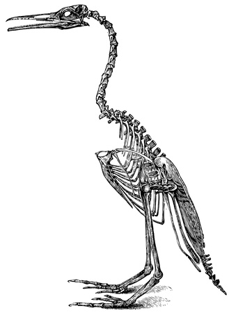 Skeleton of fossilized bird. Vector image based on 19th century engraving. Copyright expired.のイラスト素材