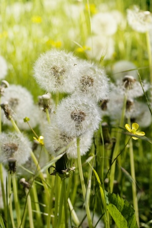 dandelion fieldの写真素材