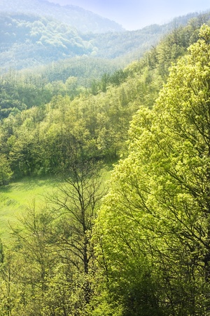 green forest in springの写真素材