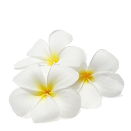 Tropical flowers frangipani  plumeria  isolated on white の写真素材