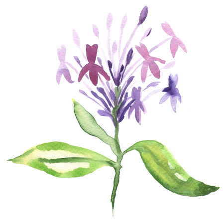 Floral watercolor paintingの写真素材