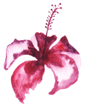 Watercolor painting of mulberry flower. の写真素材