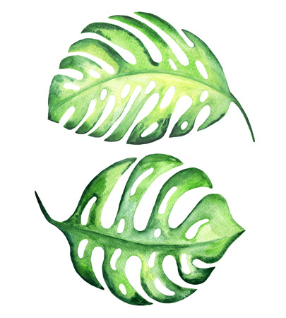 Tropical exotic leaves, monstera. Watercolor illustration.の写真素材