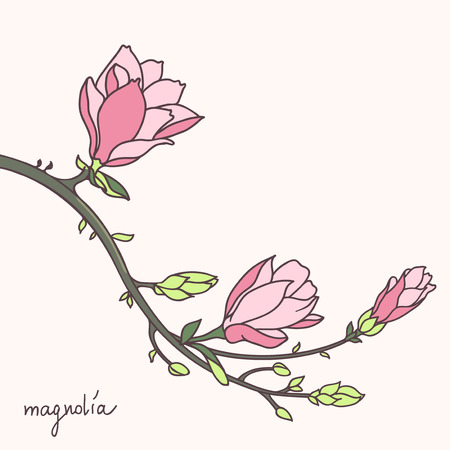 Stylish magnolia flower brunchのイラスト素材