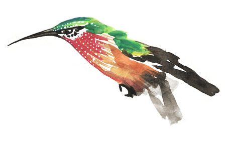 Stylish watercolor painting of green and red humming bird isolated on white backgroundの写真素材