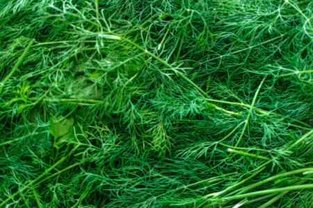 Green dill background. Fresh dill. Close-up.の写真素材