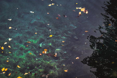 Autumn leaves floating on water surface. Colorful leaves floating on water surface.の写真素材