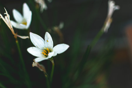 White crocus flowers in the garden. Selective focus. Nature.の写真素材