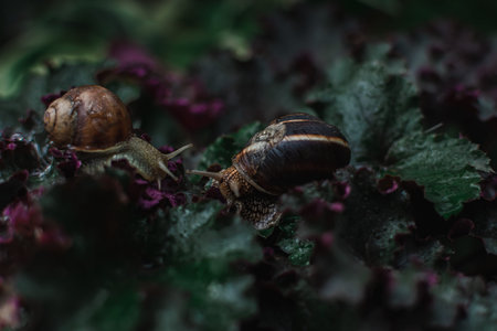 Snails on the green leaves of a plant in the garden.の写真素材
