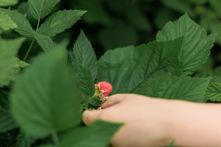 Child's hand picking a raspberry in the garden. Selective focus.