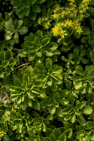 Succulent plant with yellow flowers and green leaves in the garden