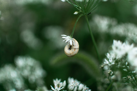 Snail on a flower in the garden. Shallow depth of field.