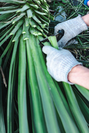 Close up of a gardener's hands harvesting aloe veraの写真素材