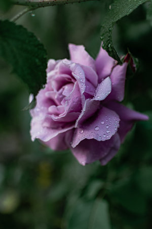 Beautiful purple rose with drops of dew on a green background