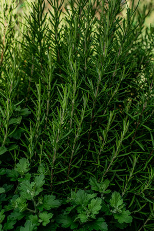 Rosemary bush in the garden. Rosemary grows in the garden.の写真素材
