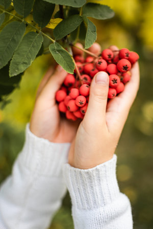 Woman's hands holding a bunch of rowan berries. Selective focus.