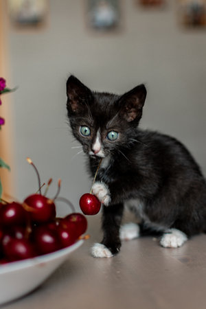 cute little black and white kitten with cherries in the kitchenの写真素材