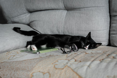 Black and white cat with eyeglasses lying on the sofa.の写真素材