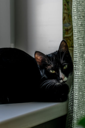 Black and white cat lying on the windowsill. Selective focus.の写真素材