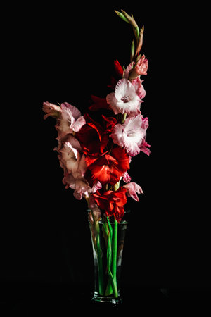 Bouquet of gladiolus in vase on black backgroundの写真素材