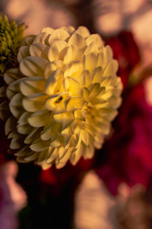Close up of beautiful white and red dahlia flower, Thailand.の写真素材