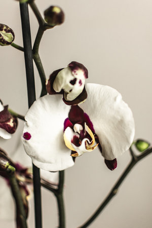 White orchid on a gray background, close-up, selective focusの写真素材