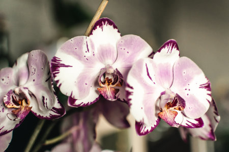 Beautiful purple and white orchids in a botanical gardenの写真素材