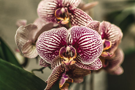 Close up of beautiful orchid flowers, phalaenopsis.の写真素材