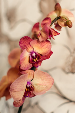 Close up of pink orchid flowers on white background, selective focusの写真素材