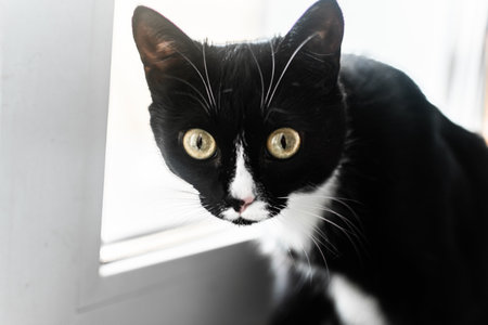 Black and white cat looking out the window. Shallow depth of field.の写真素材