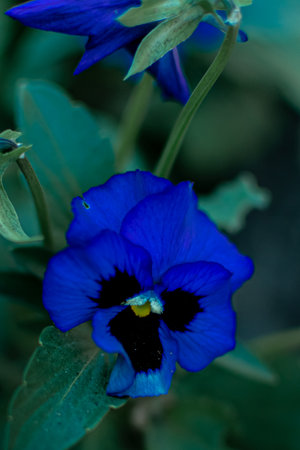 Blue pansy flower (Viola tricolor) close upの写真素材