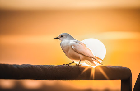 White bird on the rope with sunset background, soft focus and vintage toneの素材