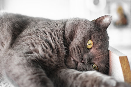 British Shorthair cat lying on the bed and looking at the cameraの写真素材