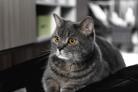 British Shorthair cat sitting on the sofa. Selective focus.の写真素材