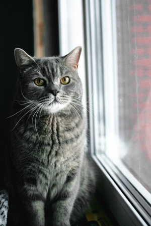 Cute gray cat sitting on the windowsill and looking out the windowの写真素材
