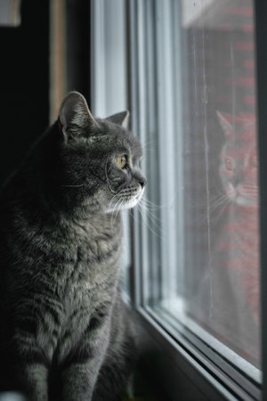 Gray cat sitting on the windowsill and looking out the window.の写真素材