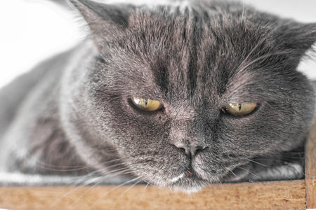 Portrait of a gray cat on a white background close-up